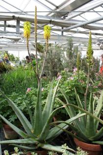 Aloe vera - Habit of pot plant - Click to enlarge!