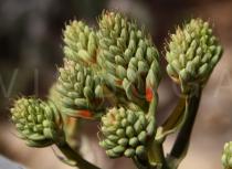 Aloe zebrina - Flower buds - Click to enlarge!