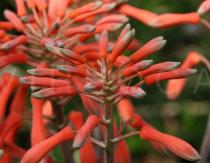 Aloe zebrina - Inflorescence, close-up - Click to enlarge!