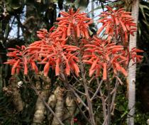 Aloe zebrina - Inflorescence - Click to enlarge!