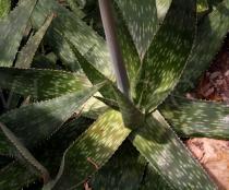 Aloe zebrina - Rosette - Click to enlarge!