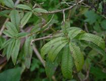 Aloysia triphylla - Habit - Click to enlarge!