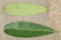 Alstonia scholaris - Upper and lower surface of leaf - Click to enlarge!