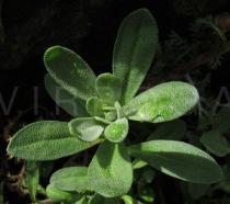 Alyssum montanum - Foliage - Click to enlarge!