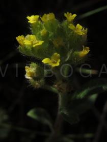 Alyssum simplex - Inflorescence - Click to enlarge!