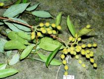 Alyxia concatenata - Fruits - Click to enlarge!