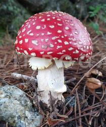 Amanita muscaria - Button (rounded, immature stage of a mushroom with a cap, before the cap has expanded) - Click to enlarge!