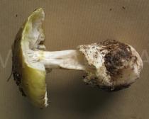 Amanita phalloides - Sporocarp - Click to enlarge!