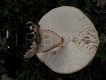 Amanita rubescens - Lower side of cap - Click to enlarge!