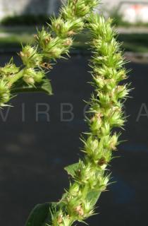 Amaranthus hybridus - Infructescence close-up - Click to enlarge!
