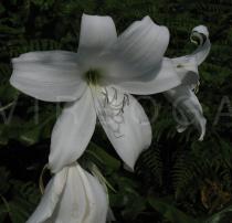 Amaryllis belladonna - Flower - Click to enlarge!