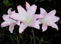 Amaryllis belladonna - Inflorescence - Click to enlarge!