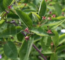 Amelanchier lamarckii - Foliage and developing fruits - Click to enlarge!