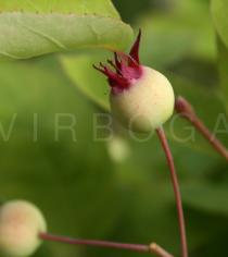 Amelanchier lamarckii - Fruit - Click to enlarge!