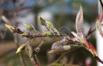 Amelanchier lamarckii - Leaf buds - Click to enlarge!