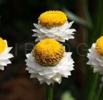 Ammobium alatum - Flower heads - Click to enlarge!