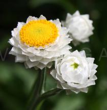 Ammobium alatum - Flower head - Click to enlarge!