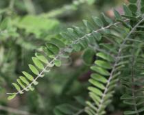 Amorpha canescens - Leaf - Click to enlarge!
