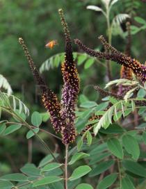 Amorpha fruticosa - Inflorescence - Click to enlarge!