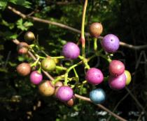 Ampelopsis aconitifolia - Fruits - Click to enlarge!