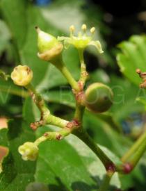 Ampelopsis aconitifolia - Flower - Click to enlarge!