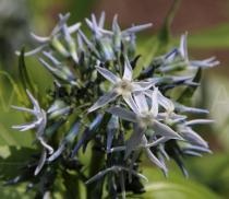 Amsonia tabernaemontana - Flowers - Click to enlarge!