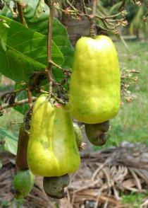 Anacardium occidentale - Fruits - Click to enlarge!