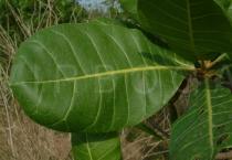 Anacardium occidentale - Leaf - Click to enlarge!