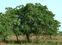 Anacardium occidentale - Habit solitary tree - Click to enlarge!