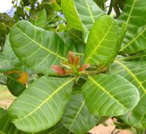 Anacardium occidentale - Foliage - Click to enlarge!