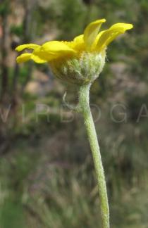 Anacyclus radiatus - Flower head, side view - Click to enlarge!