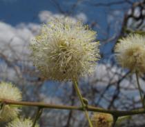 Anadenanthera colubrina - Flower head - Click to enlarge!