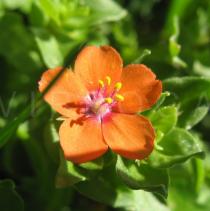 Anagallis arvensis - Flower - Click to enlarge!