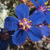 Anagallis monelli - Flower - Click to enlarge!