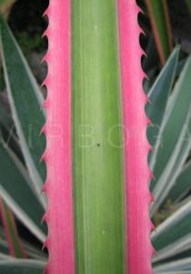 Ananas bracteatus - Leaf, close-up - Click to enlarge!