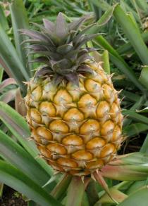 Ananas comosus - Fruit - Click to enlarge!