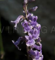 Anarrhinum bellidifolium - Flowers - Click to enlarge!