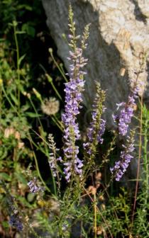 Anarrhinum bellidifolium - Inflorescence - Click to enlarge!