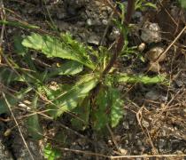Anarrhinum bellidifolium - Rosette - Click to enlarge!