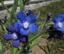 Anchusa azurea - Flower - Click to enlarge!