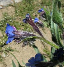 Anchusa azurea - Flower, side view - Click to enlarge!