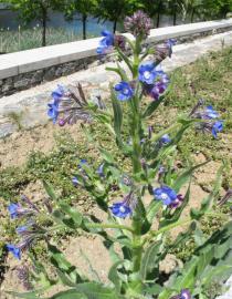 Anchusa azurea - Inflorescence - Click to enlarge!