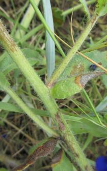 Anchusa officinalis - Leaf insertion - Click to enlarge!