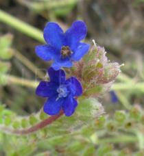 Anchusa officinalis - Flowers - Click to enlarge!