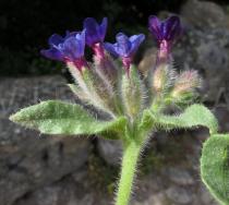 Anchusa undulata - Flowers, side view - Click to enlarge!