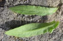 Anchusa undulata - Upper and lower surface of leaf - Click to enlarge!