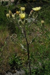 Andryala integrifolia - Inflorescences - Click to enlarge!