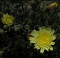 Andryala integrifolia - Flower head - Click to enlarge!