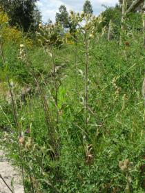 Andryala integrifolia - Habit - Click to enlarge!