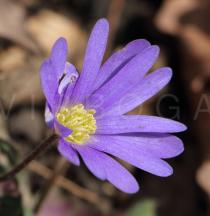 Anemone blanda - Flower - Click to enlarge!